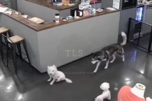 Husky kills poodle at Dog Café - GRAPHIC