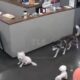 Husky kills poodle at Dog Café - GRAPHIC