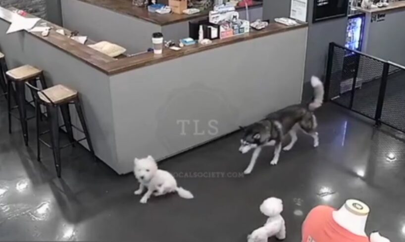 Husky kills poodle at Dog Café - GRAPHIC