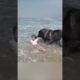 INCREDIBLE Dog Rescues Little Girl From Ocean!