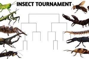 INSECT TOURNAMENT - ANIMATION