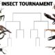 INSECT TOURNAMENT - ANIMATION