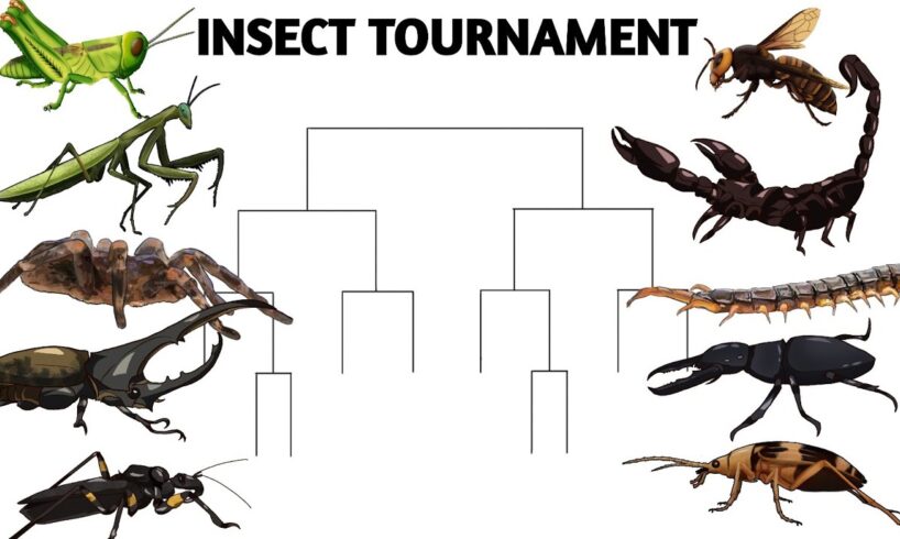 INSECT TOURNAMENT - ANIMATION