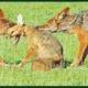 Incredible Moments Of Brutal Foxes Hunting Mercilessly | Animal Fights