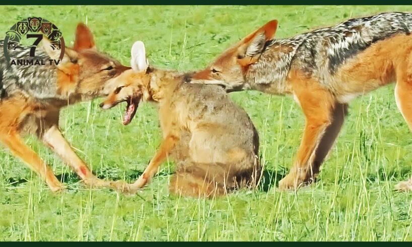 Incredible Moments Of Brutal Foxes Hunting Mercilessly | Animal Fights