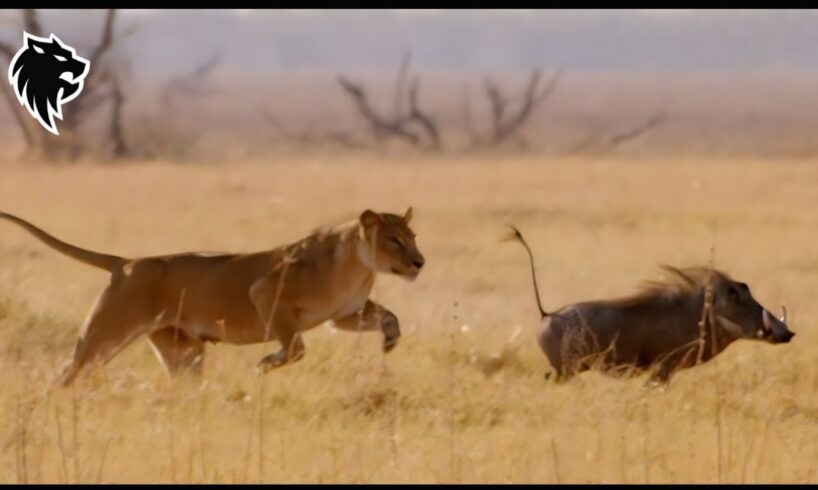 Incredible Moments When Animals Messed With the Wrong Boar | Animal Fighting