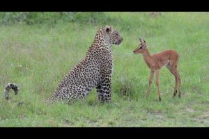 Incredible footage of leopard behaviour during impala kill - Sabi Sand Game Reserve, South Africa