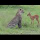 Incredible footage of leopard behaviour during impala kill - Sabi Sand Game Reserve, South Africa