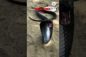 Indian cobra || snake || saamp #shorts #snake #cobra #viral #ytshorts #wildlife #animals #nature