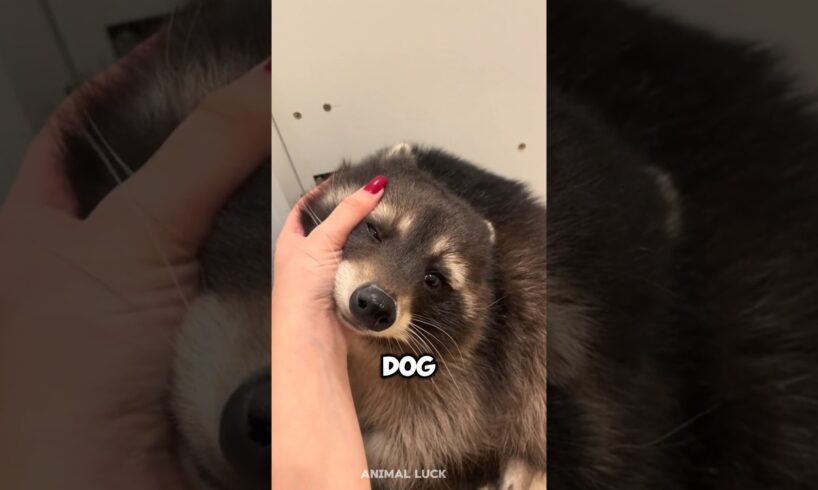 Introducing the Raccoon 🦝 a very cute pet breed #raccoon