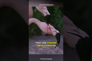 Is This Flamingo Feeding Blood To Its Baby?