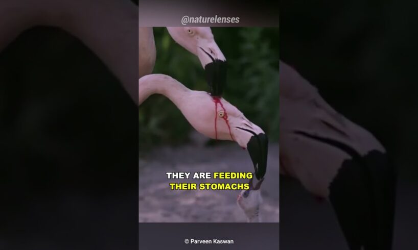 Is This Flamingo Feeding Blood To Its Baby?