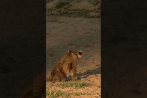 Junior - The Paralysed Lion Cub | A Heartbreaking Story