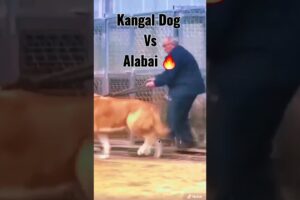 Kangal Dog Vs Alabai Dog 🔥 Fight 😱 | #shorts