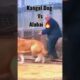 Kangal Dog Vs Alabai Dog 🔥 Fight 😱 | #shorts