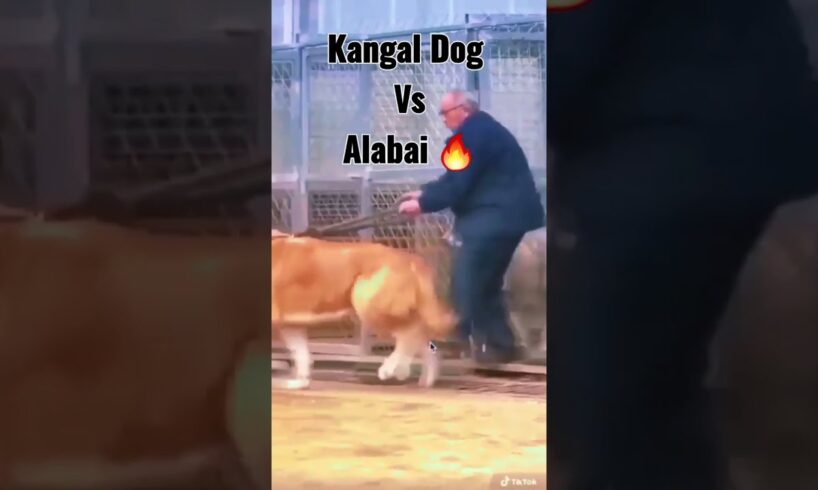 Kangal Dog Vs Alabai Dog 🔥 Fight 😱 | #shorts