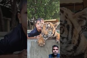 Kids playing with bengal tiger #tiger #cute #animals