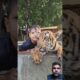 Kids playing with bengal tiger #tiger #cute #animals