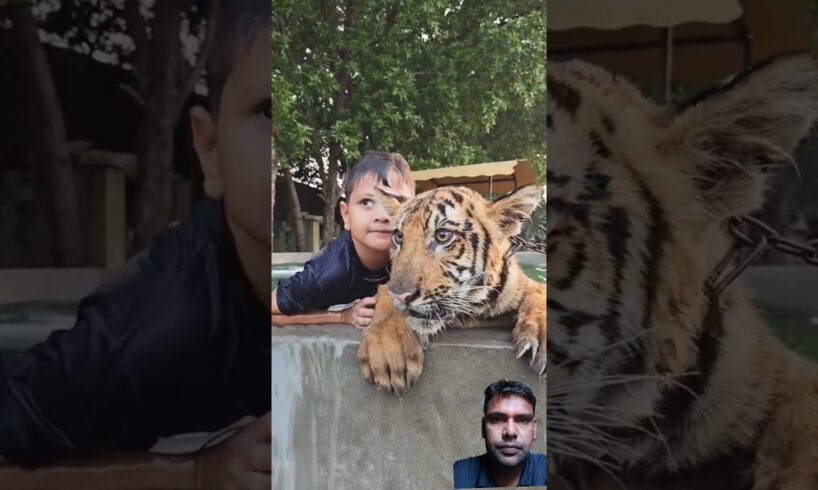 Kids playing with bengal tiger #tiger #cute #animals