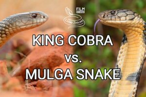 King cobra vs. Mulga snake - Battle of the deadly snakes