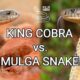 King cobra vs. Mulga snake - Battle of the deadly snakes