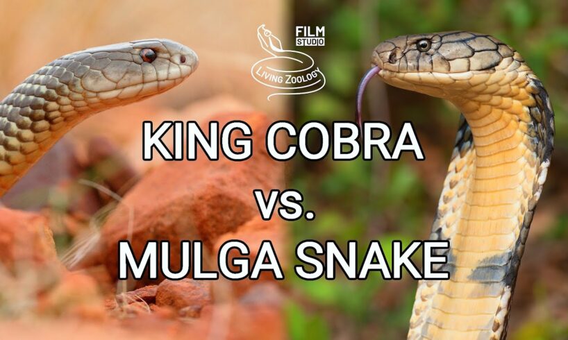 King cobra vs. Mulga snake - Battle of the deadly snakes