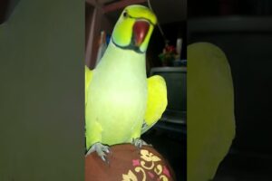 Kittu Playing 😁🦜 #birds #parrotube #parrotlover #talking #animals #birdslover #ytshorts