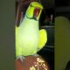 Kittu Playing 😁🦜 #birds #parrotube #parrotlover #talking #animals #birdslover #ytshorts