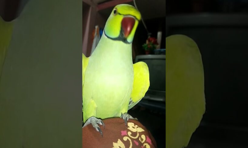 Kittu Playing 😁🦜 #birds #parrotube #parrotlover #talking #animals #birdslover #ytshorts