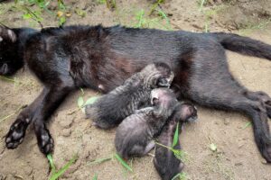 LTT Animal || Abandoned Kittens Saved: A Mother's Fierce Determination! 😻