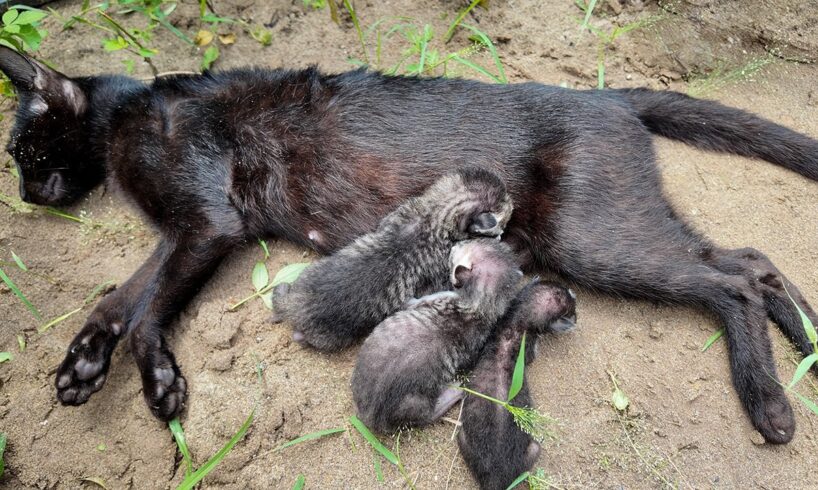 LTT Animal || Abandoned Kittens Saved: A Mother's Fierce Determination! 😻