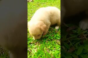 Labrador Cute puppies 😍🐕 | Puppies | Dog lover | #dog #cutepuppy #pupieshusky #jarmanshepherd