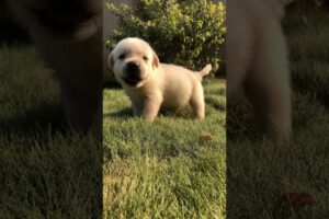 Labrador cutest puppy ever 🥰 #shorts #minivlog