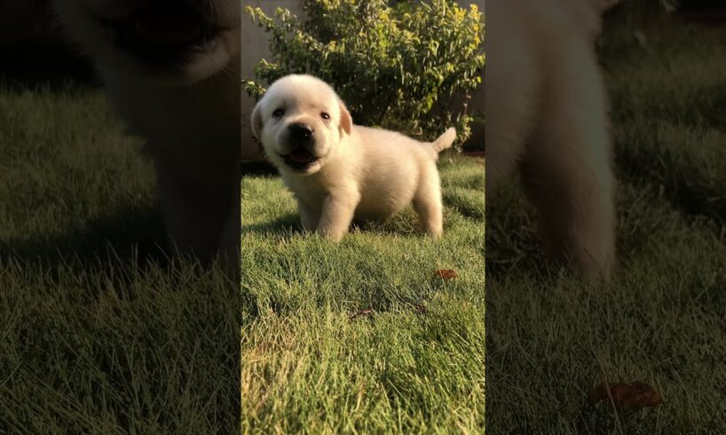 Labrador cutest puppy ever 🥰 #shorts #minivlog