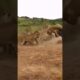 Leopard chasing wildebeest, close-up of wild animals, animal fighting power competition #shorts