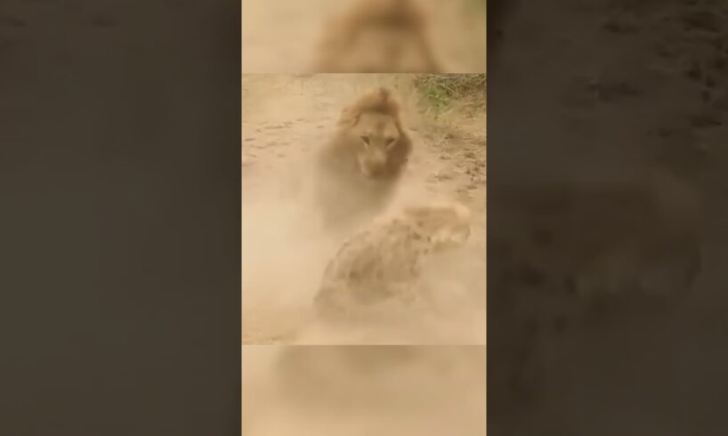 Lion Attack Hyena Failed #wildanimals #shorts