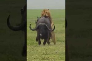 Lion 🦁 Attack on Buffalo 🦬 // Animal Fight #shorts #animals