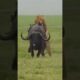 Lion 🦁 Attack on Buffalo 🦬 // Animal Fight #shorts #animals