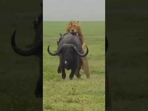 Lion 🦁 Attack on Buffalo 🦬 // Animal Fight #shorts #animals