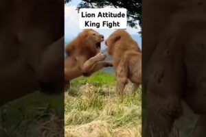 Lion King Attitude Fight Attack #lionfight #animals #wildanimals #lion