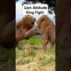 Lion King Attitude Fight Attack #lionfight #animals #wildanimals #lion