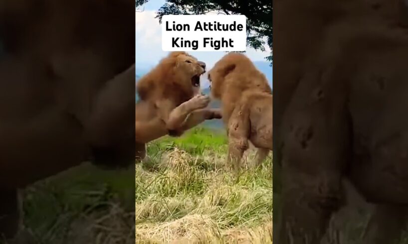 Lion King Attitude Fight Attack #lionfight #animals #wildanimals #lion