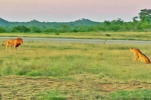 Lion Tries Running Faster than Cheetah