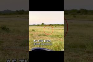 Lion chases Cheetah at Full Speed | #shorts #facts #animals