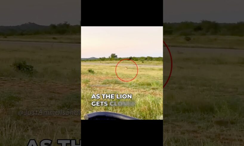 Lion chases Cheetah at Full Speed | #shorts #facts #animals