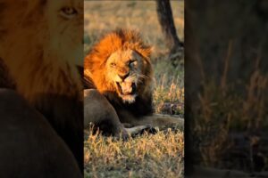 Lion cubs playing with dad. Lion#lioncubs#trendingshorts #shortsfeed#lion