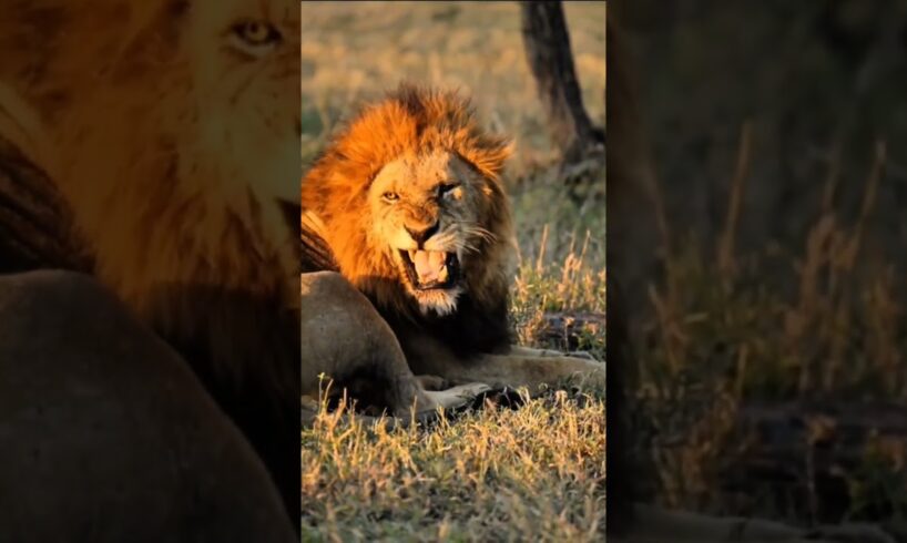 Lion cubs playing with dad. Lion#lioncubs#trendingshorts #shortsfeed#lion