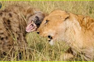 Lion vs Hyena The Deadliest Encounters Caught on Camera | Animal Fighting