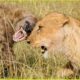 Lion vs Hyena The Deadliest Encounters Caught on Camera | Animal Fighting