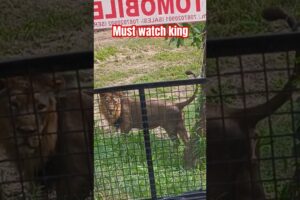 Lion 🦁 zoo Chandigarh |lion safari|#short #shortfeed #wildlife #animals #trending #ytshorts